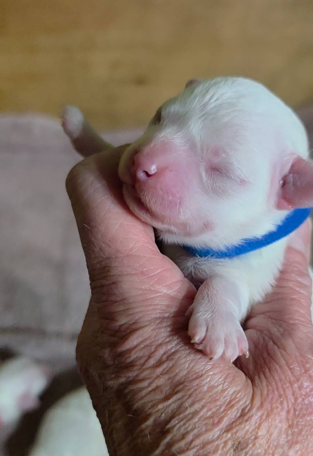 Teddy Bear Shichon BLUE, a male Shichon for sale in Chesapeake, VA – Photo 3 of 8