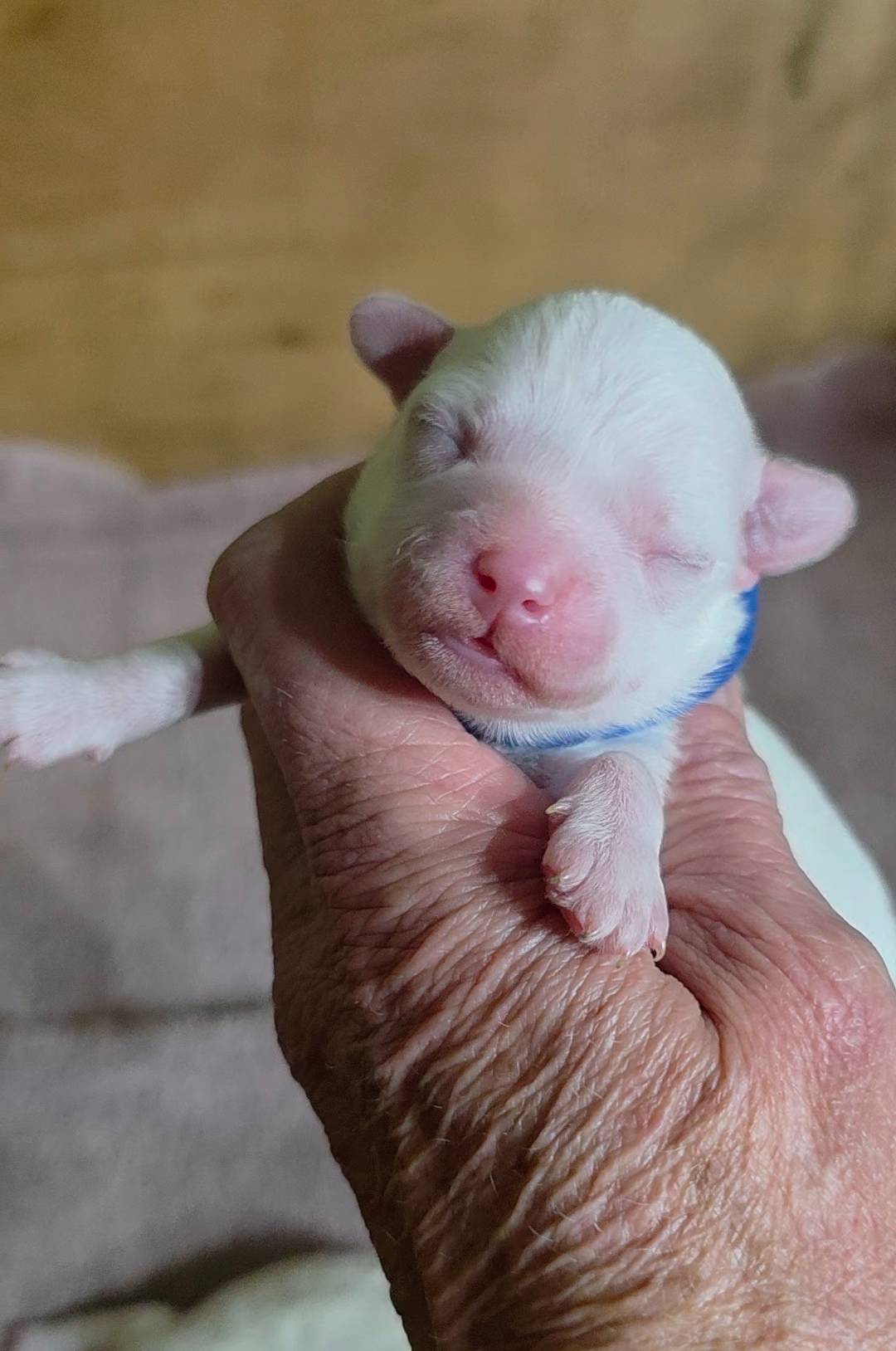 Teddy Bear Shichon BLUE