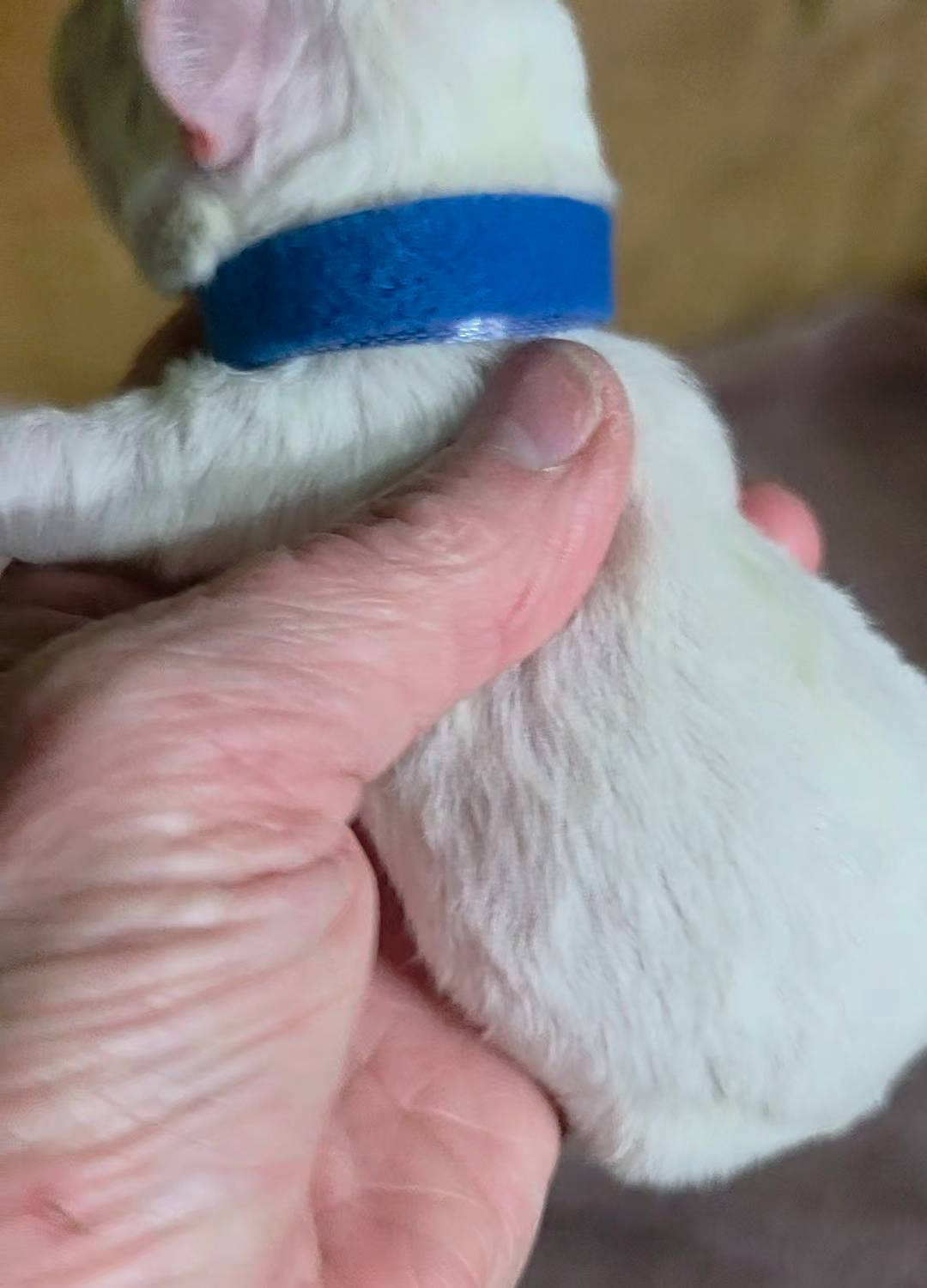 Teddy Bear Shichon BLUE, a male Shichon for sale in Chesapeake, VA – Photo 4 of 8