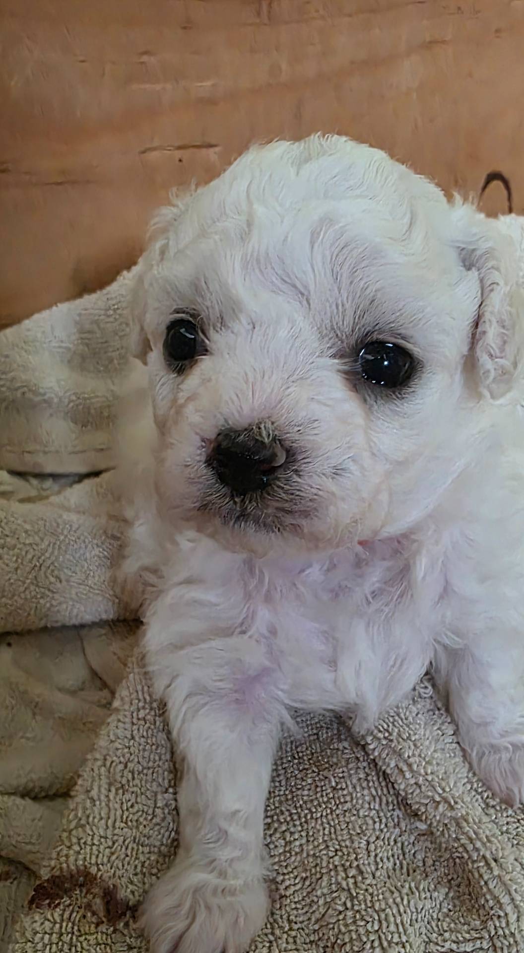 Teddy Bear Shichon - Red, a female Shichon for sale in Chesapeake, VA – Photo 4 of 10
