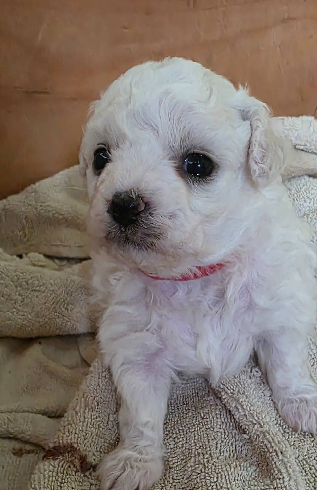 Teddy Bear Shichon - Red, a female Shichon for sale in Chesapeake, VA – Photo 5 of 10