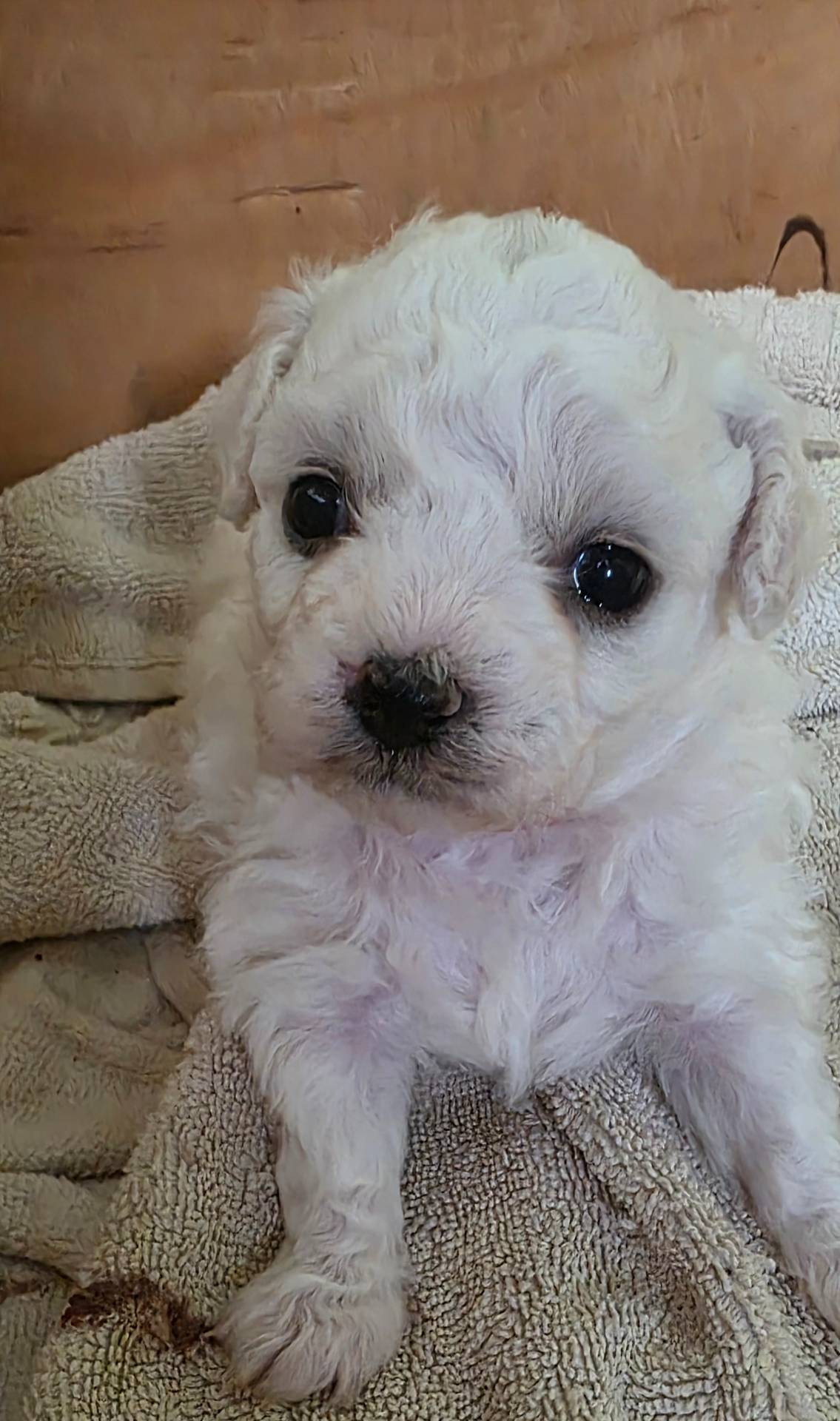 Teddy Bear Shichon - Red