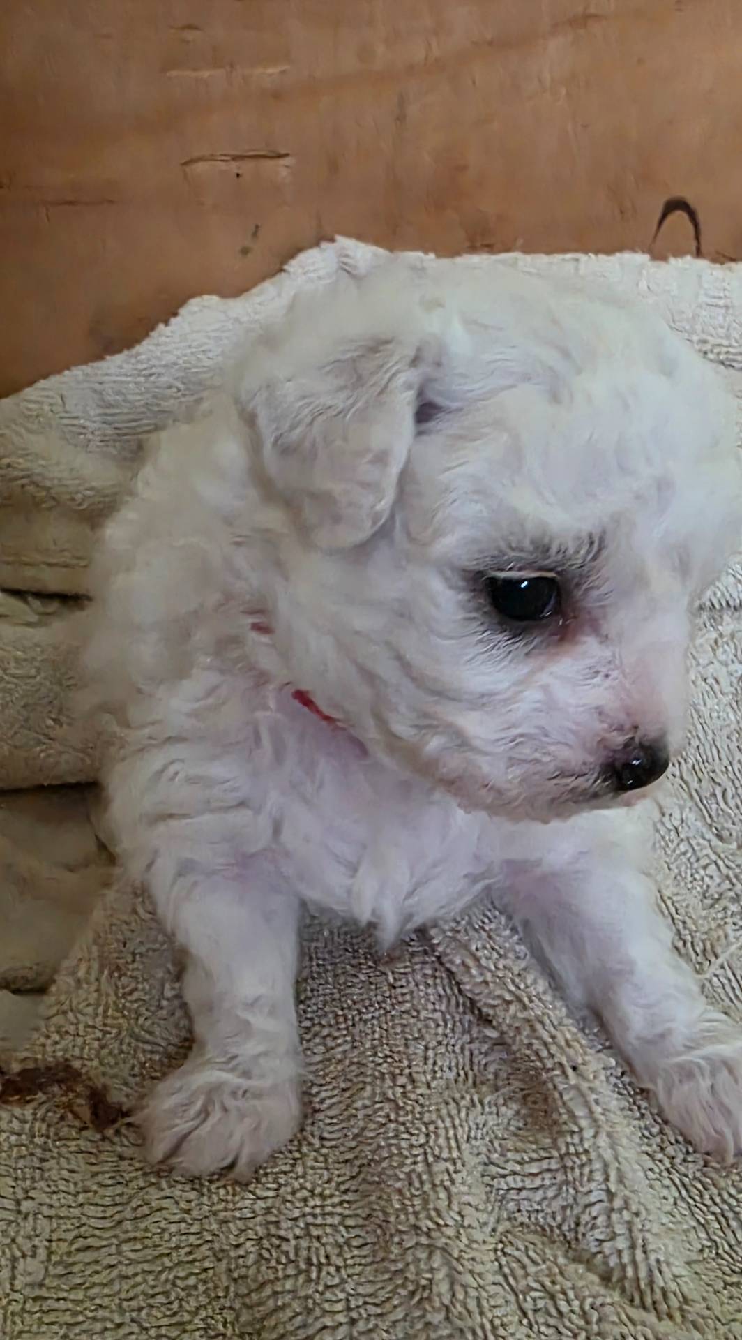 Teddy Bear Shichon - Red, a female Shichon for sale in Chesapeake, VA – Photo 2 of 10