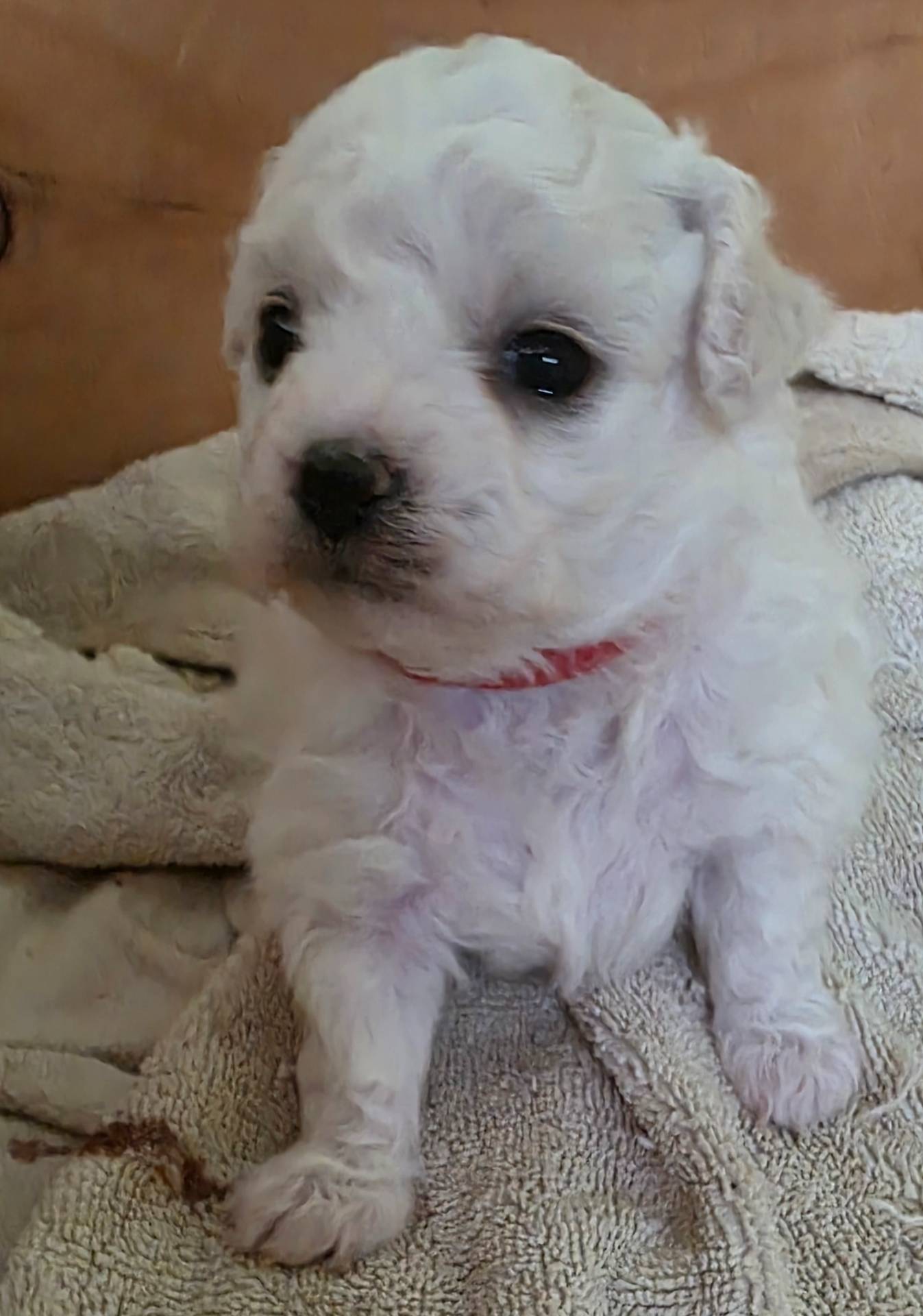 Teddy Bear Shichon - Red, a female Shichon for sale in Chesapeake, VA – Photo 3 of 10