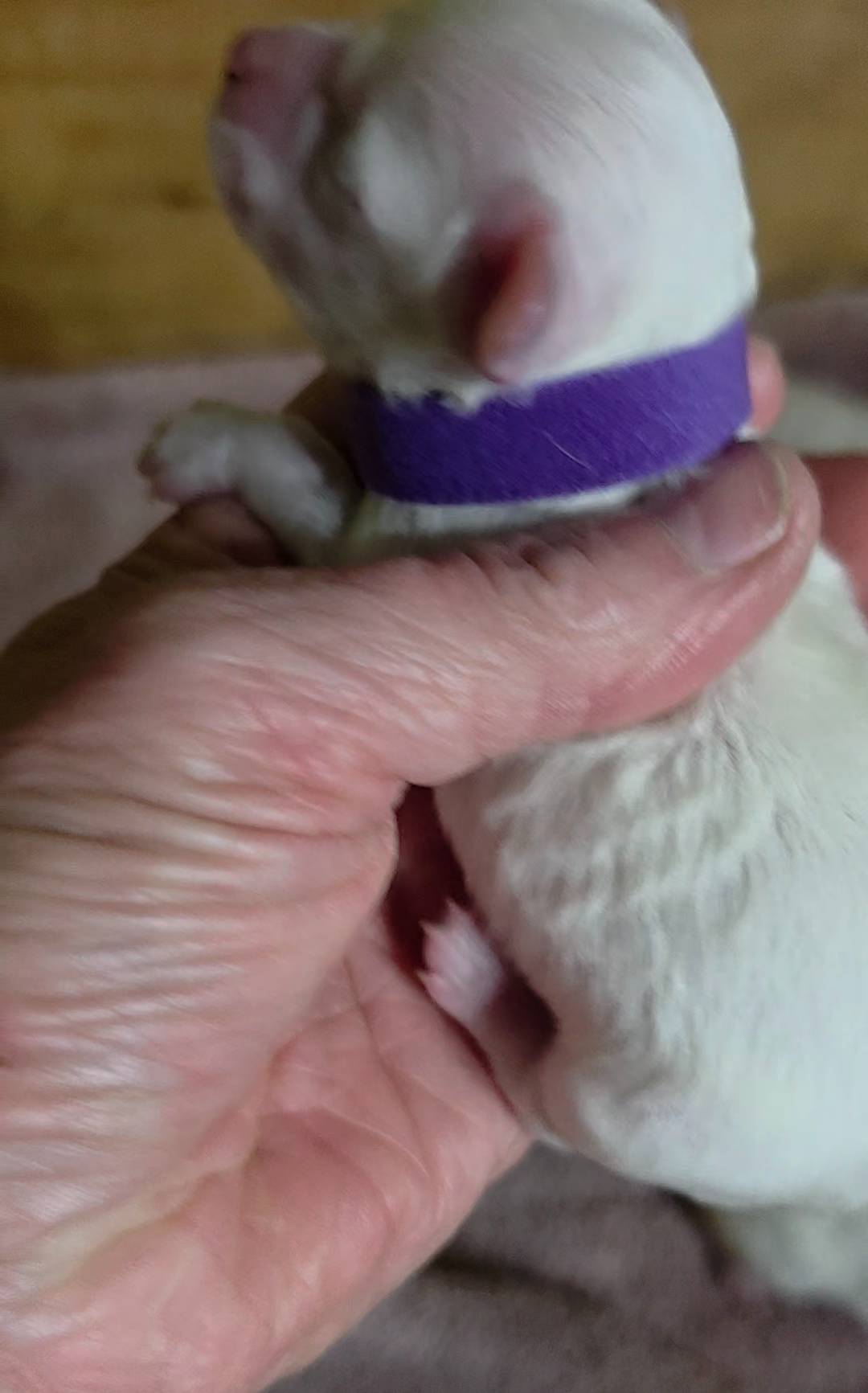 Teddy Bear Shichon  PURPLE, a female Shichon for sale in Chesapeake, VA – Photo 3 of 7