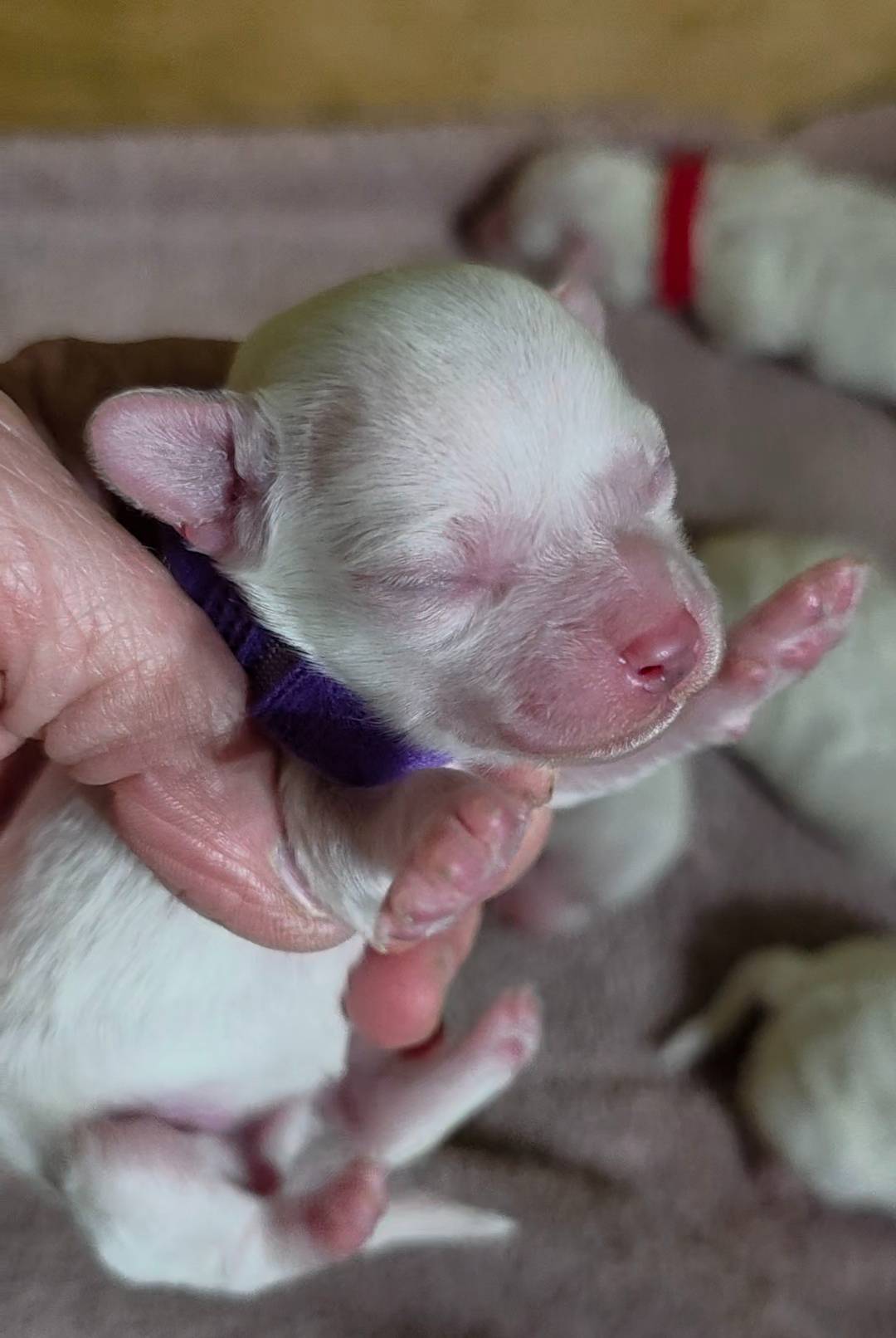 Teddy Bear Shichon  PURPLE