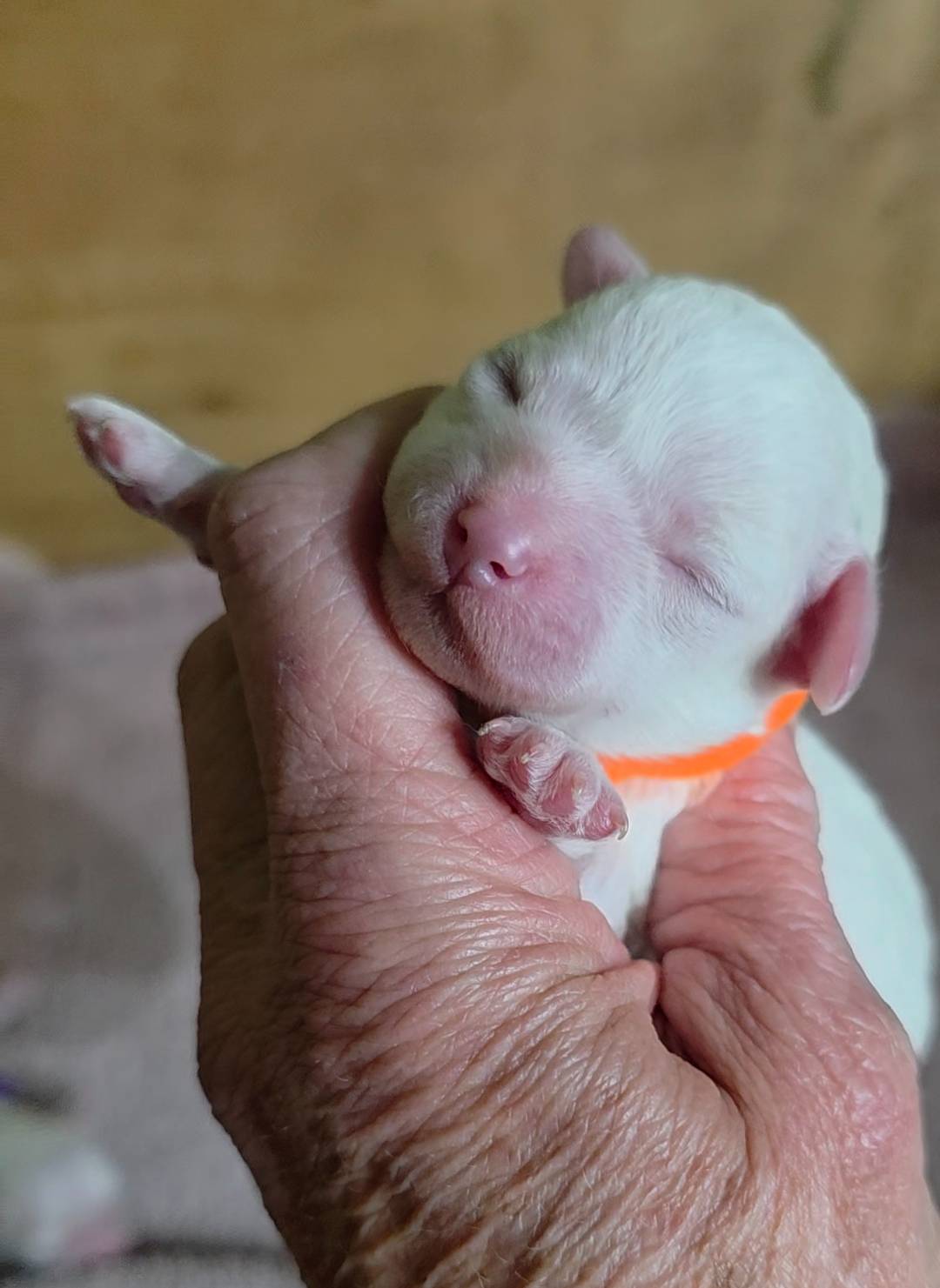 Teddy Bear Shichon Orange