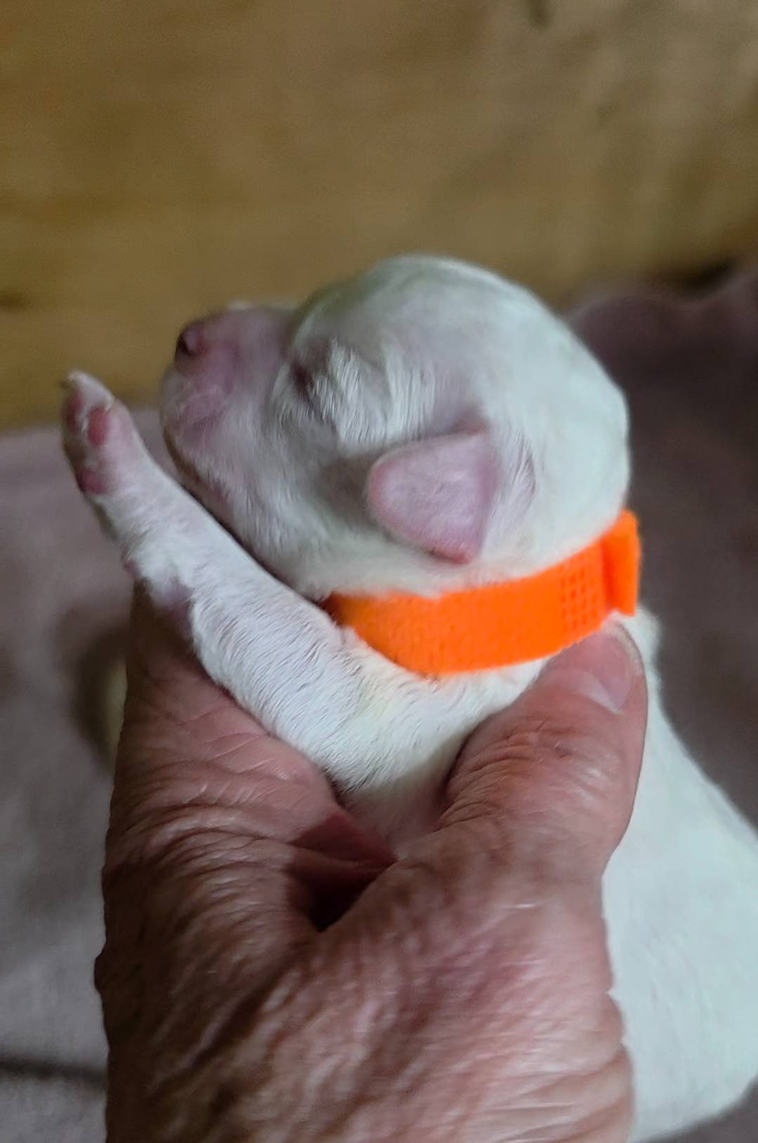 Teddy Bear Shichon Orange, a female Shichon for sale in Chesapeake, VA – Photo 4 of 8
