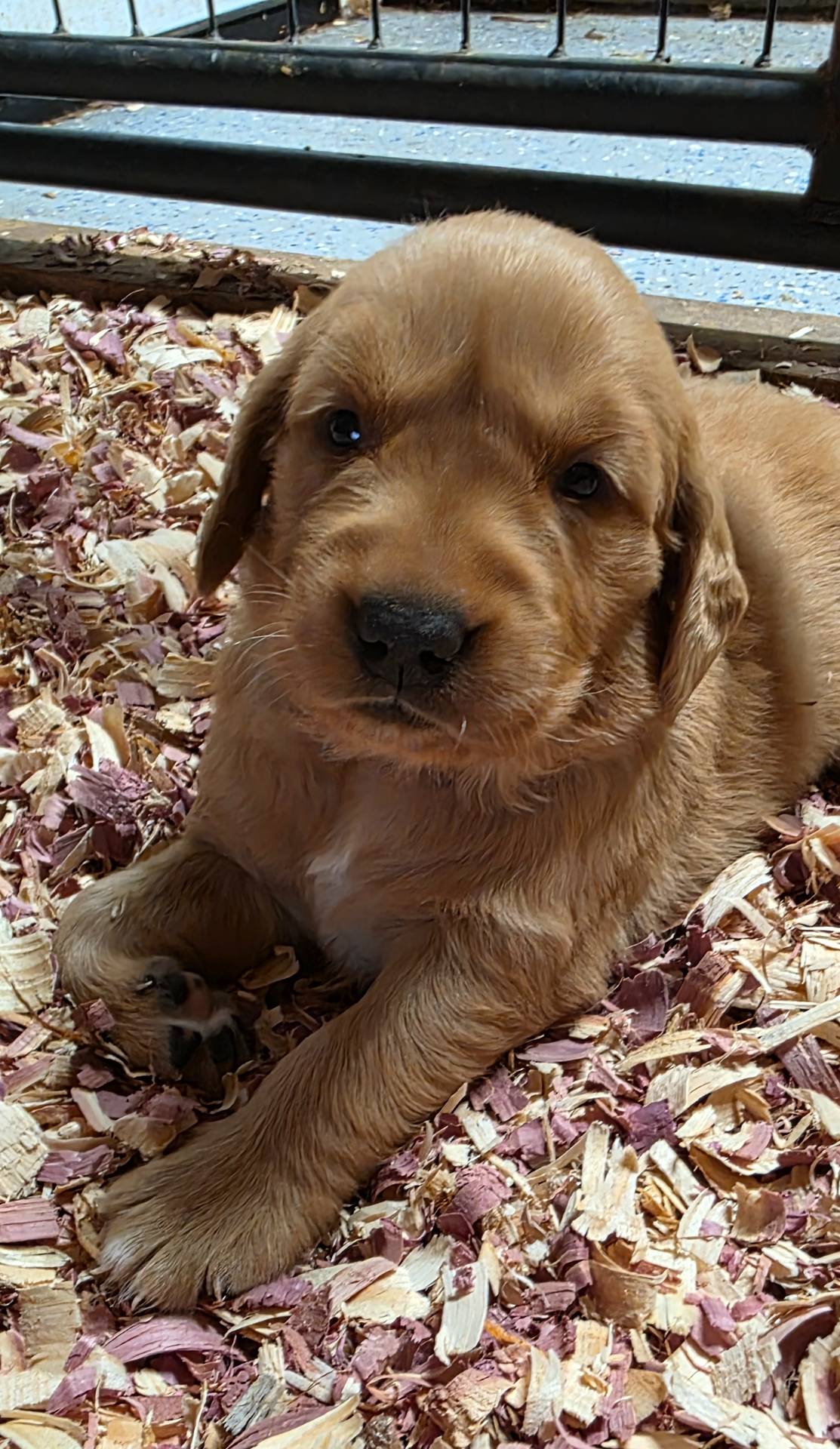 AKC Golden  Veda, a female Golden Retriever for sale in Chesapeake, VA – Photo 2 of 10