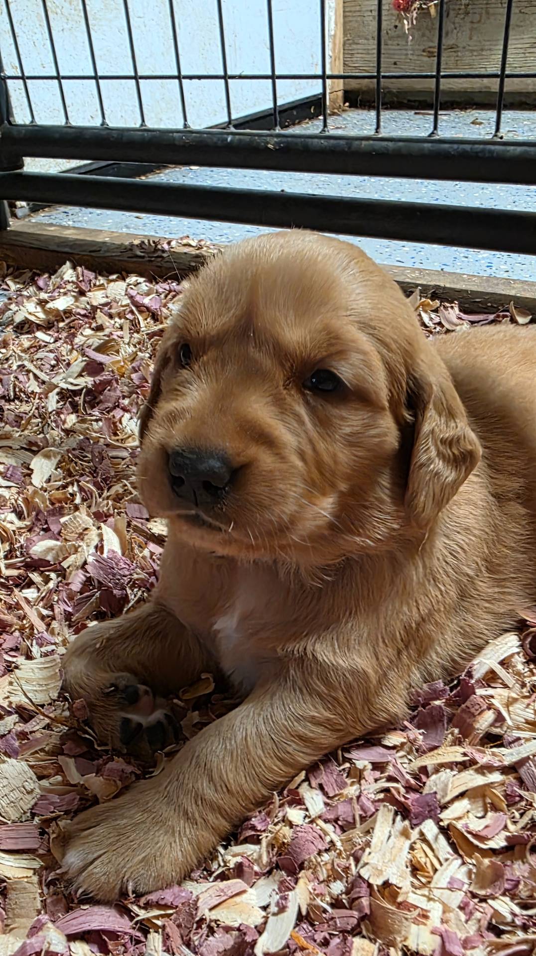 AKC Golden  Veda, a female Golden Retriever for sale in Chesapeake, VA – Photo 5 of 10