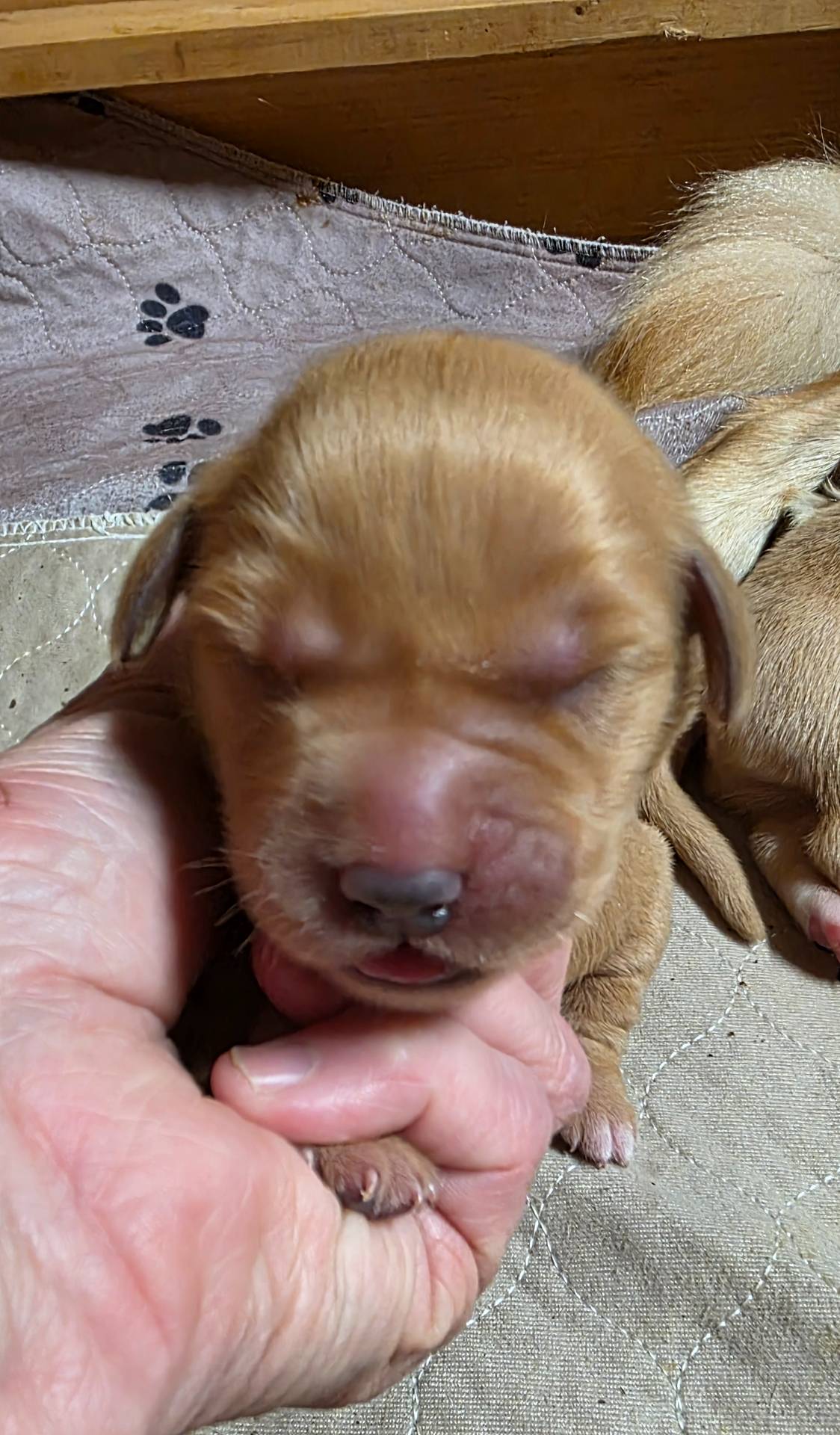 AkC Golden XANA, a female Golden Retriever for sale in Chesapeake, VA – Photo 3 of 8