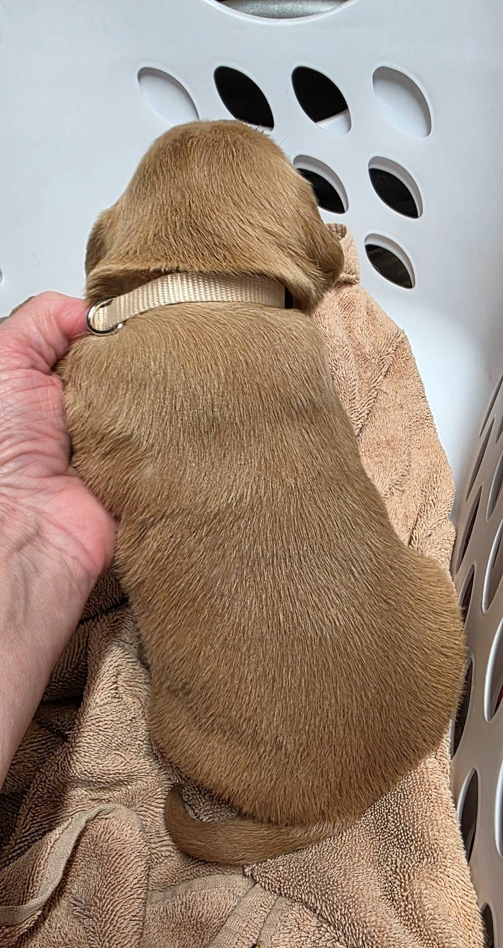 AKC Golden- Summer, a female Golden Retriever for sale in Chesapeake, VA – Photo 3 of 9