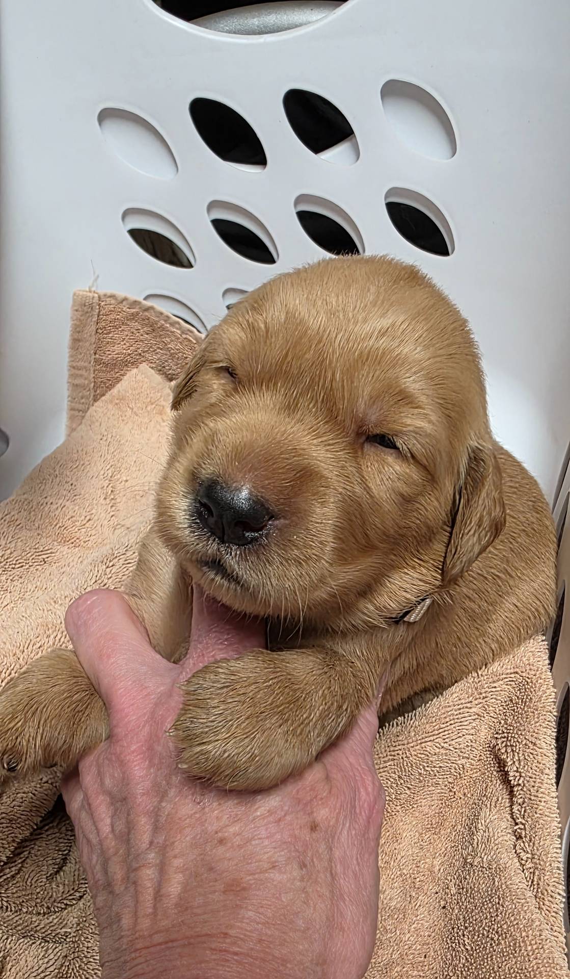 AKC Golden- Summer, a female Golden Retriever for sale in Chesapeake, VA – Photo 4 of 9