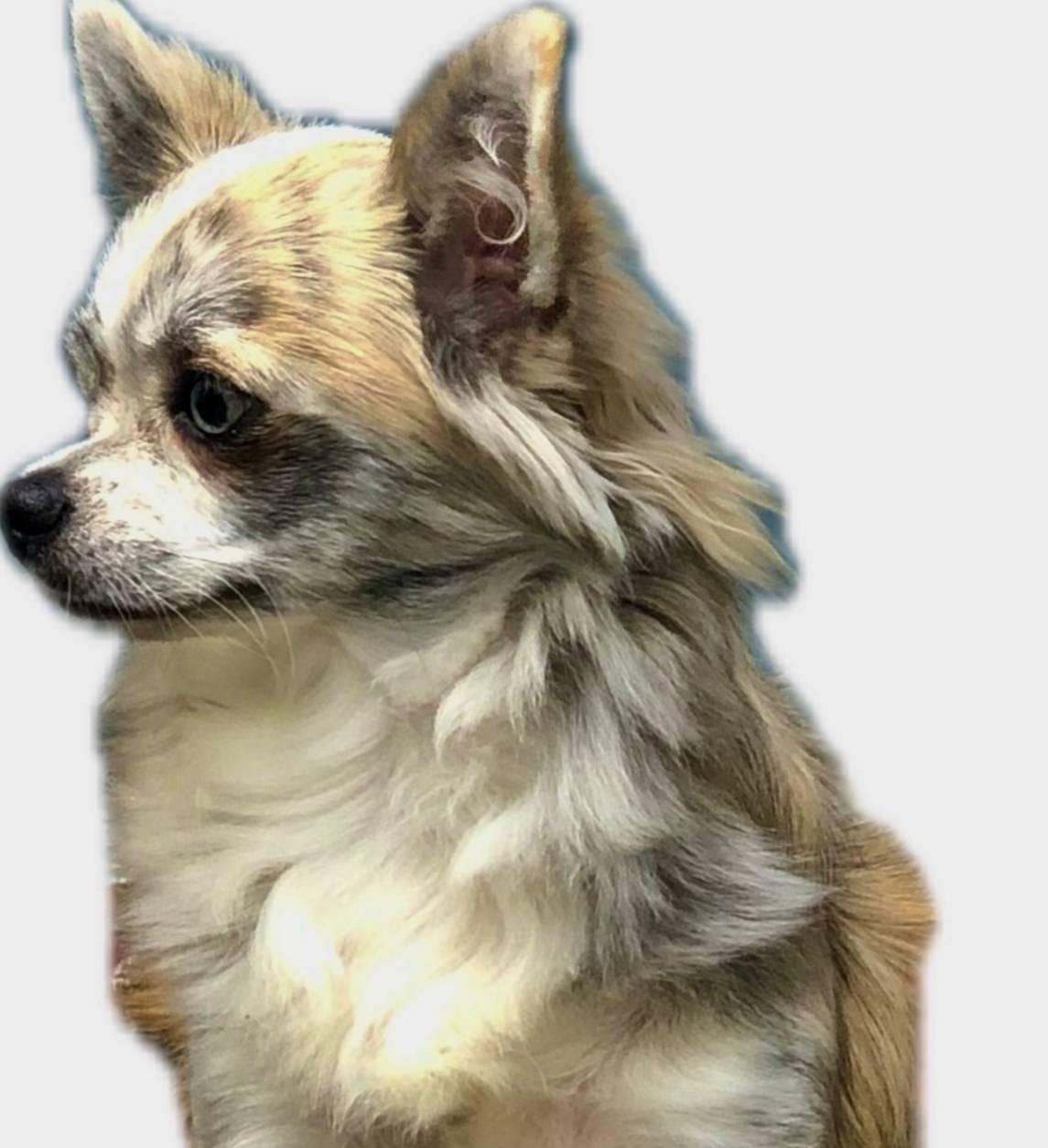 Paisley, a female Chihuahua for sale in Plaistow, NH – Photo 2 of 7