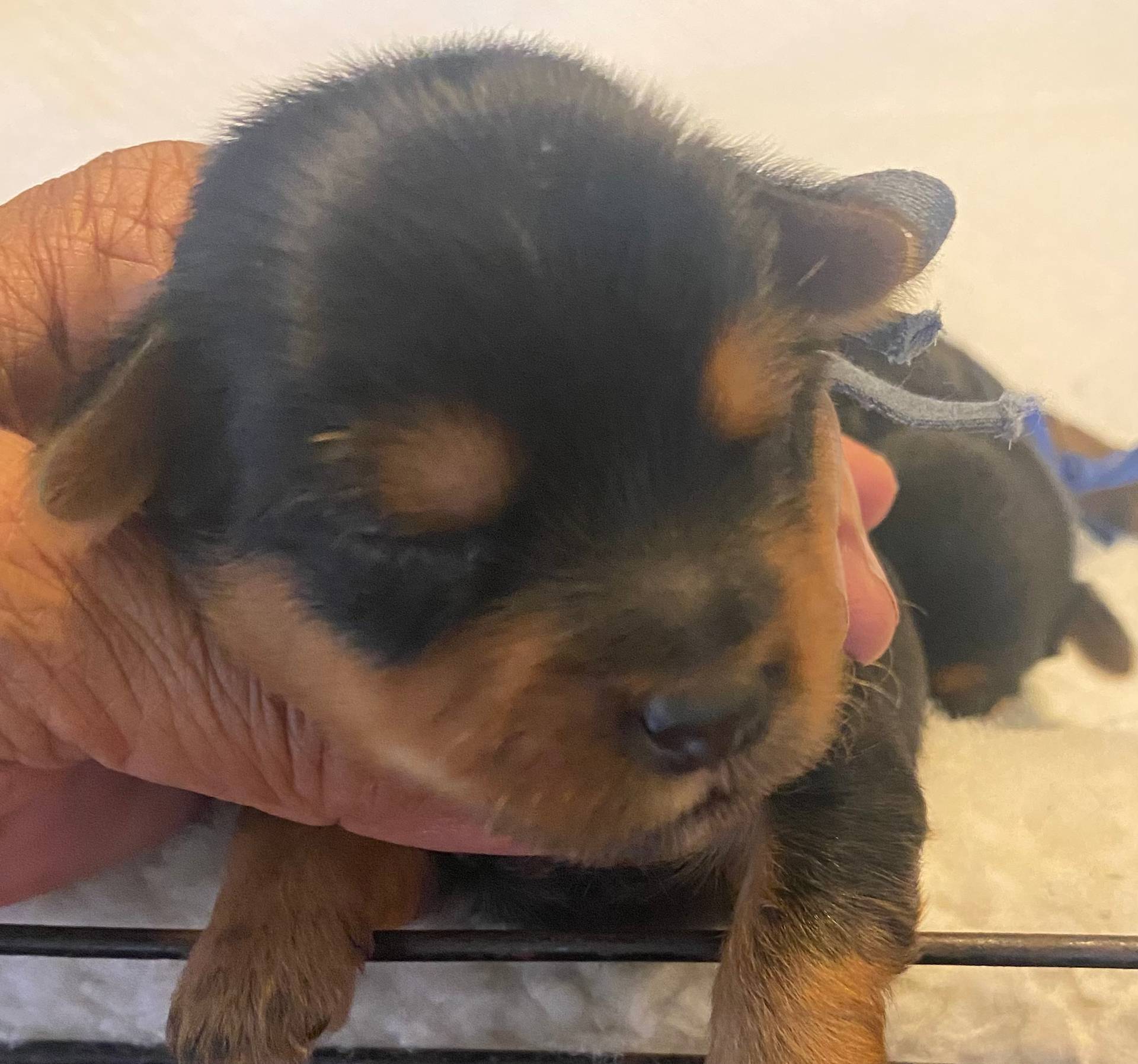 Azul, a male Yorkshire Terrier for sale in Hyattsville, MD – Photo 3 of 10