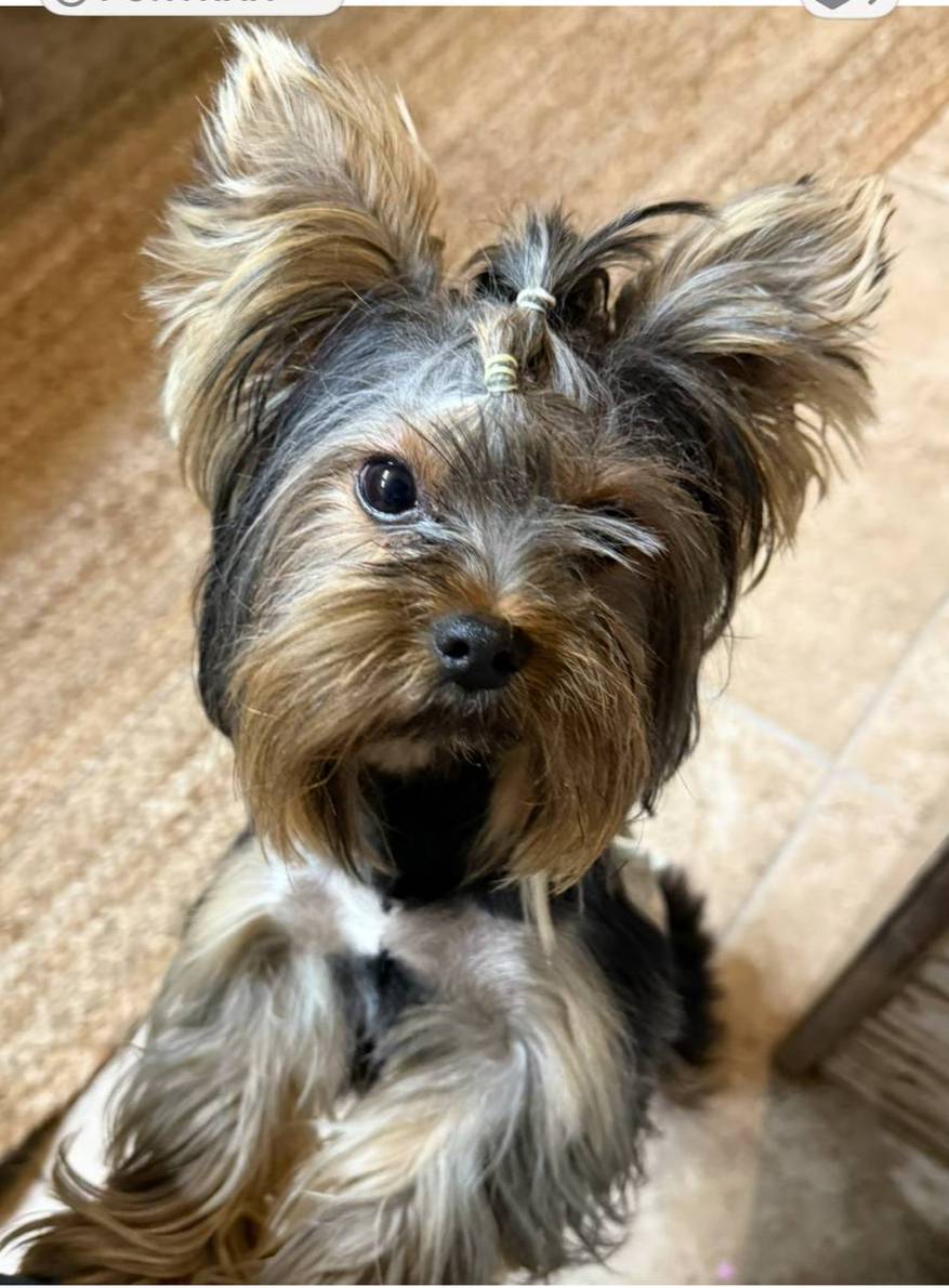 BLANCHE, a female Yorkshire Terrier for sale in Dallas, TX – Photo 7 of 10