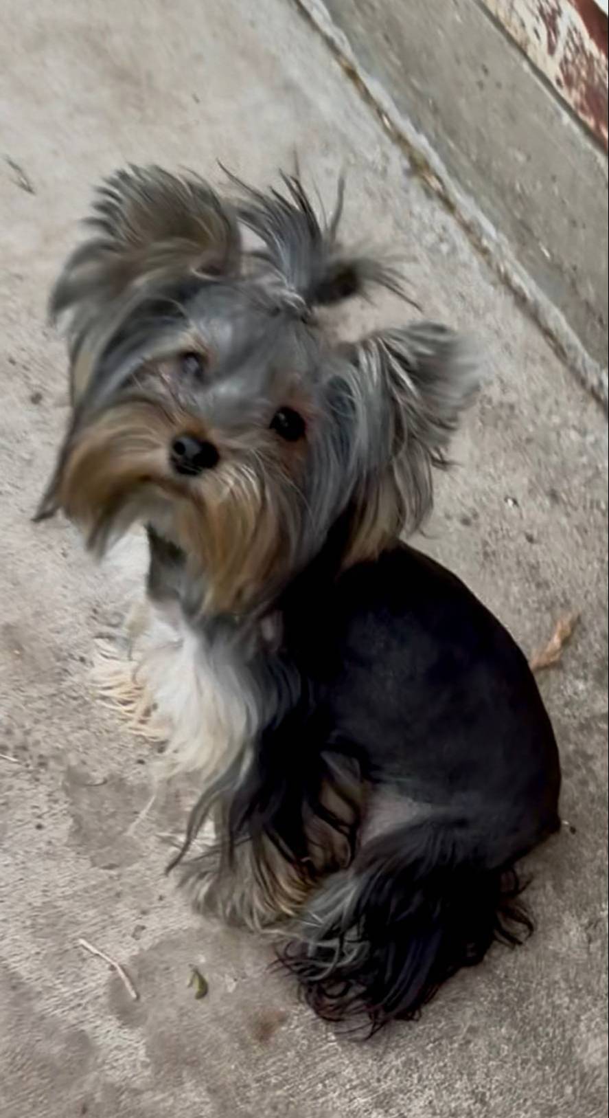 BLANCHE, a female Yorkshire Terrier for sale in Dallas, TX – Photo 3 of 10