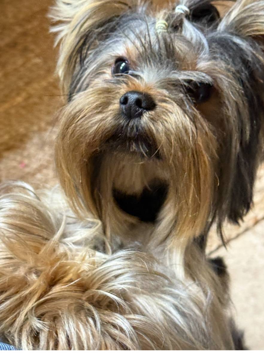 BLANCHE, a female Yorkshire Terrier for sale in Dallas, TX – Photo 6 of 10