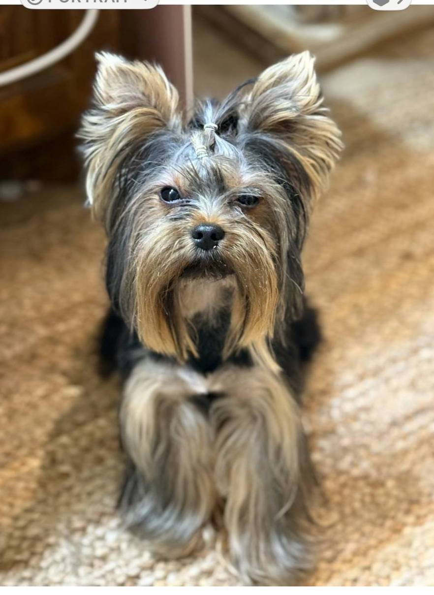 BLANCHE, a female Yorkshire Terrier for sale in Dallas, TX – Photo 5 of 10