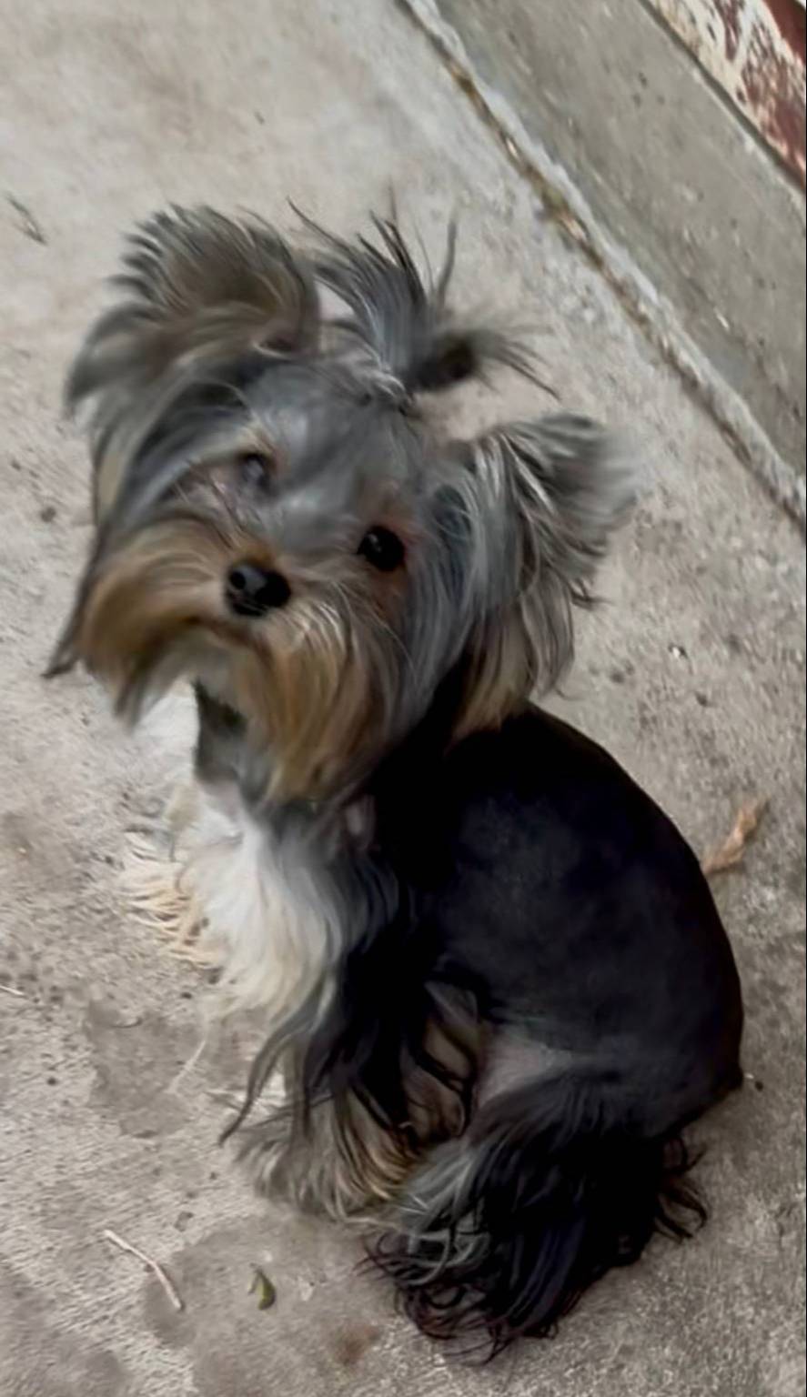 BENTLEY, a male Yorkshire Terrier for sale in Dallas, TX – Photo 8 of 9