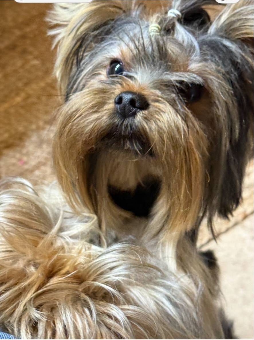 BENTLEY, a male Yorkshire Terrier for sale in Dallas, TX – Photo 9 of 9