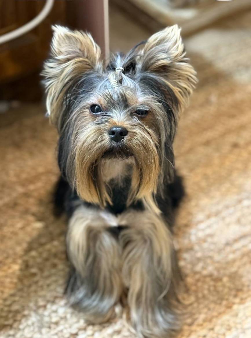 BENTLEY, a male Yorkshire Terrier for sale in Dallas, TX – Photo 7 of 9