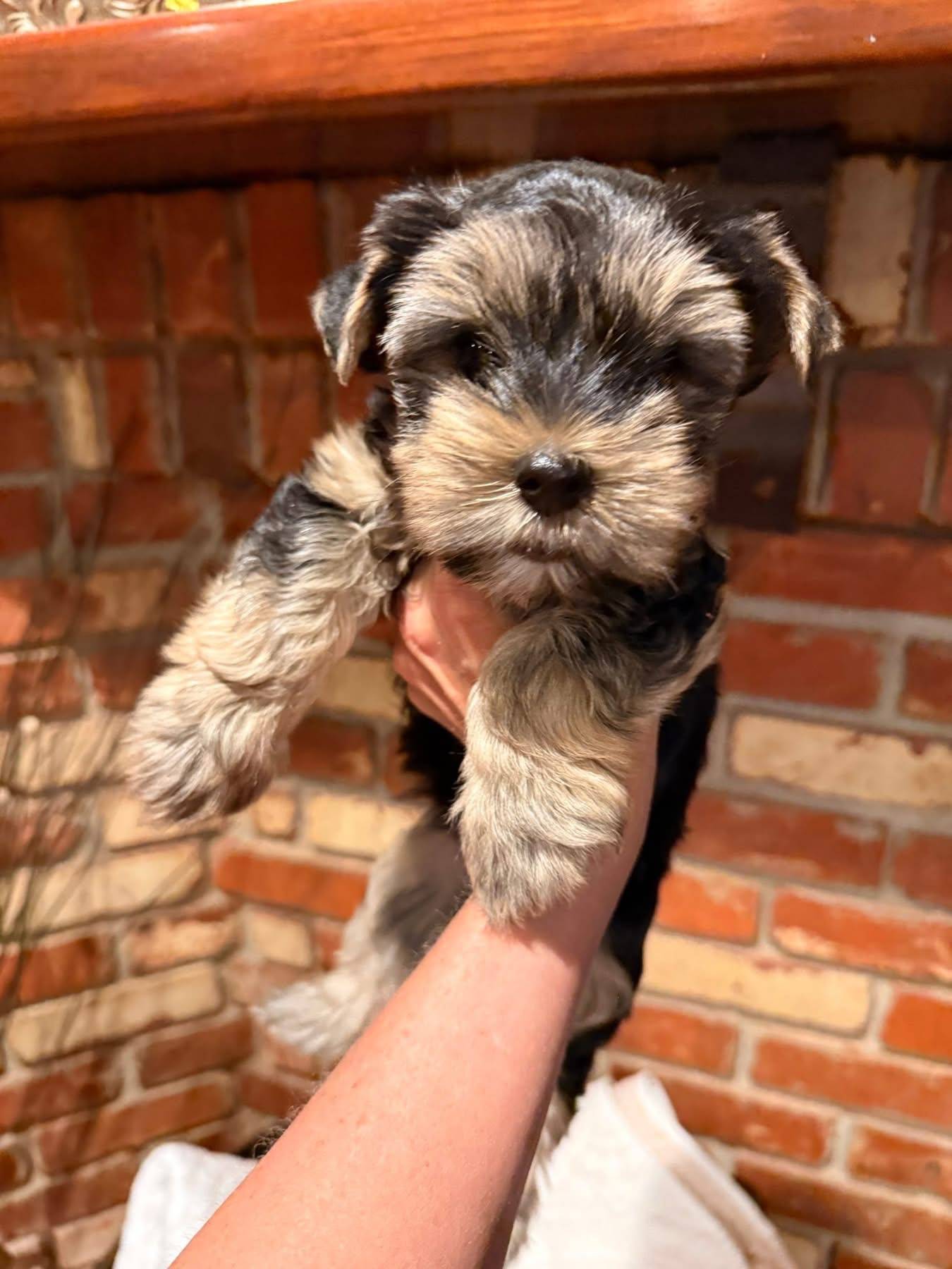 BENTLEY, a male Yorkshire Terrier for sale in Dallas, TX – Photo 4 of 9