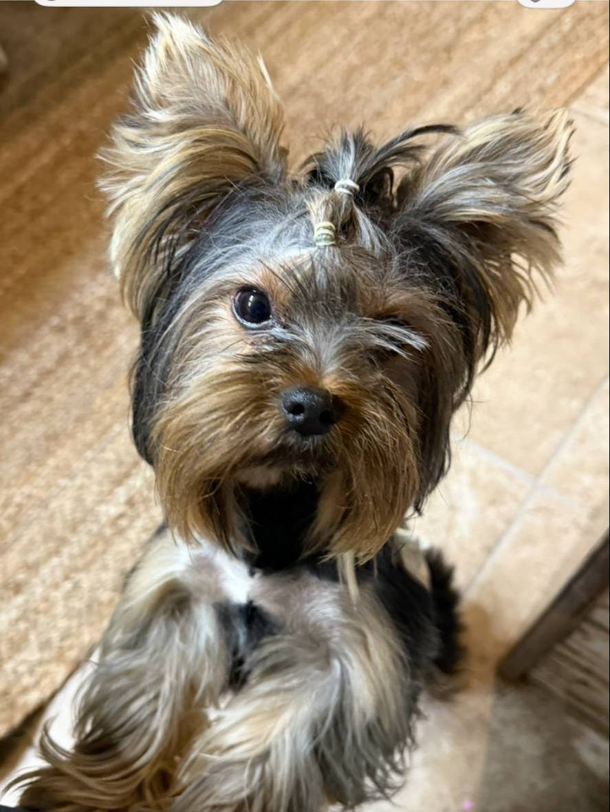 BENTLEY, a male Yorkshire Terrier for sale in Dallas, TX – Photo 2 of 9