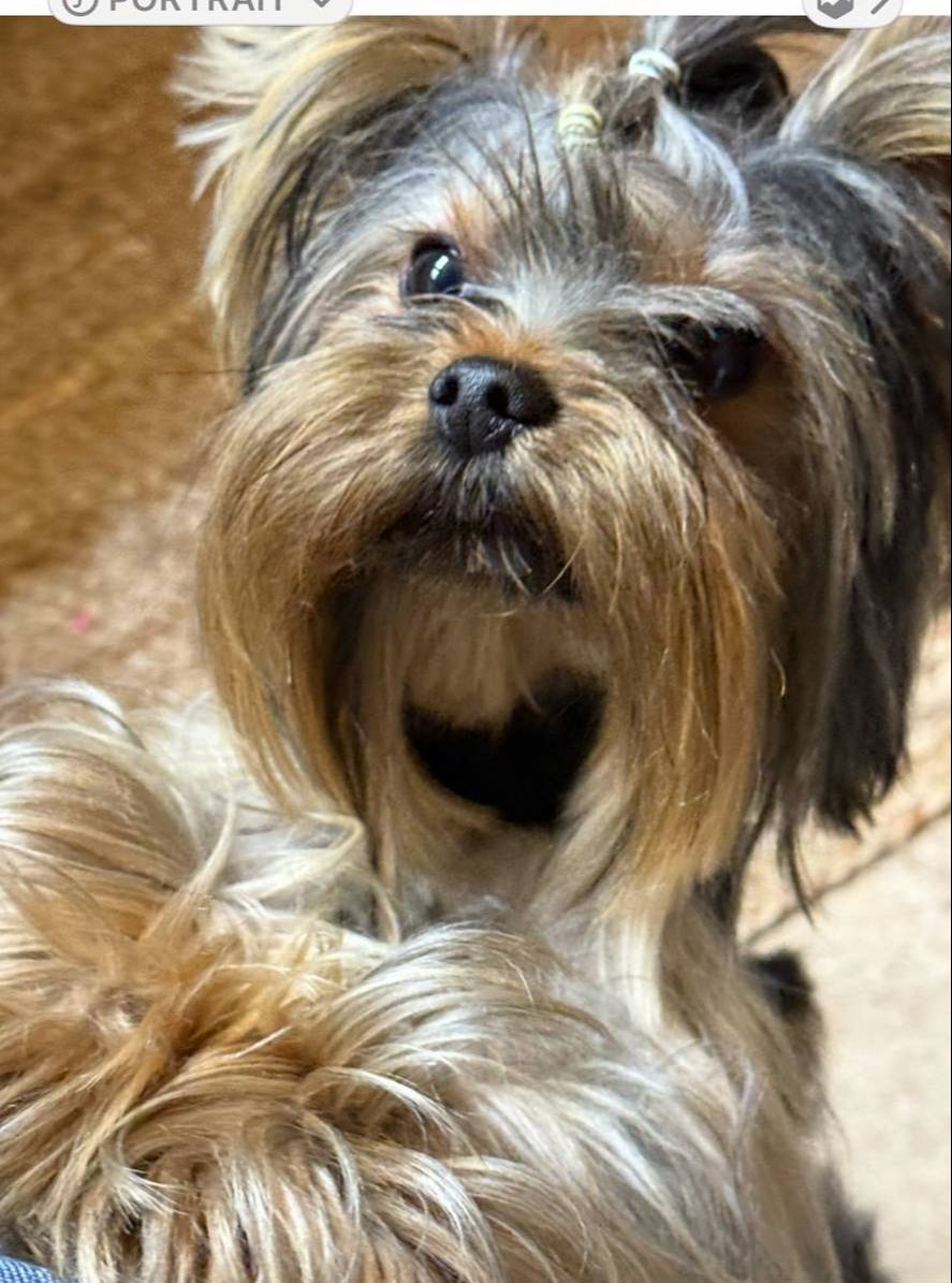 BLAIR, a female Yorkshire Terrier for sale in Dallas, TX – Photo 6 of 9