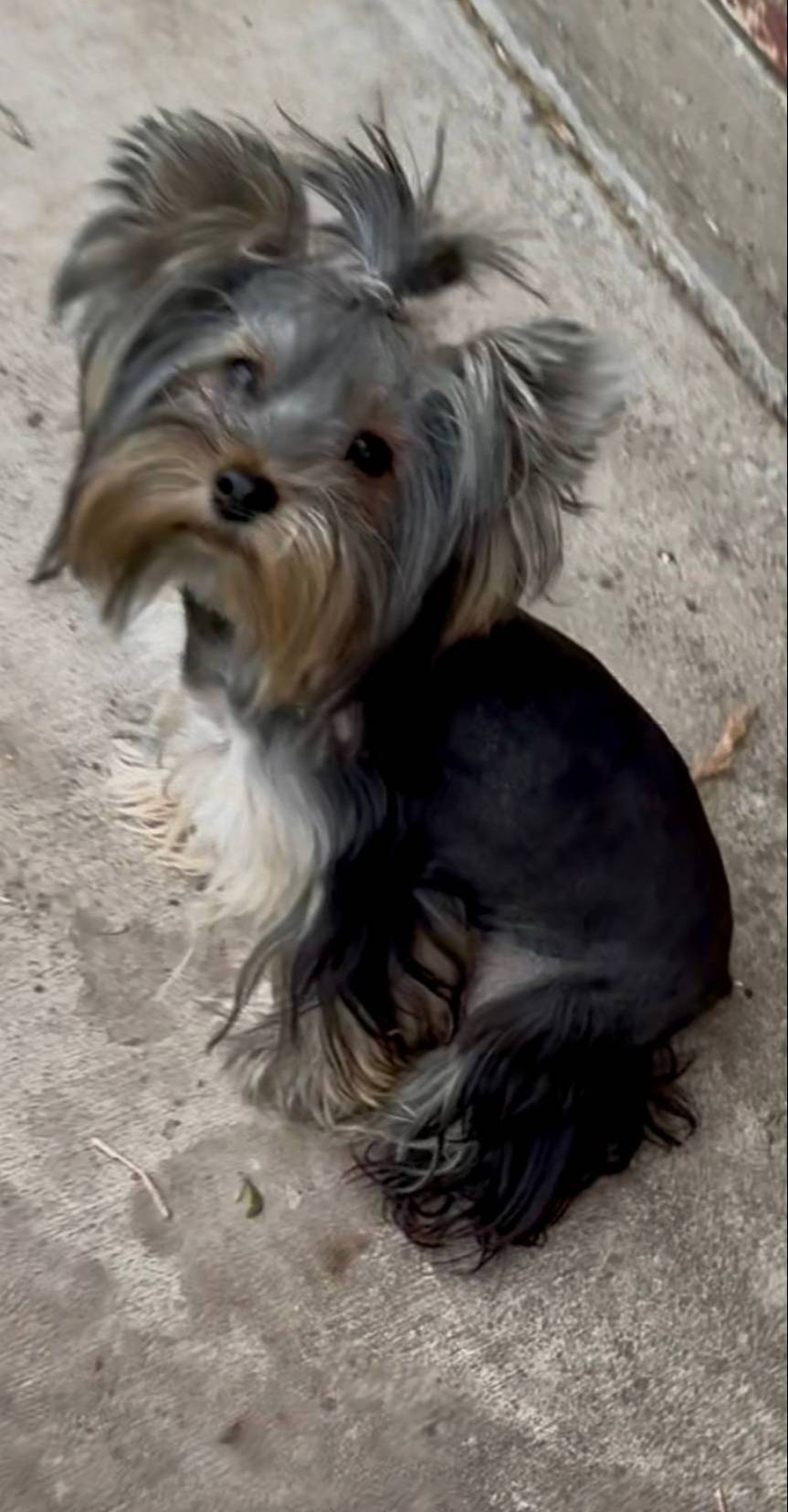 BLAIR, a female Yorkshire Terrier for sale in Dallas, TX – Photo 3 of 9