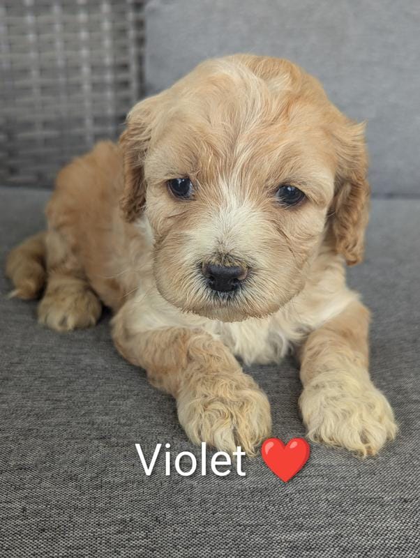 Violet