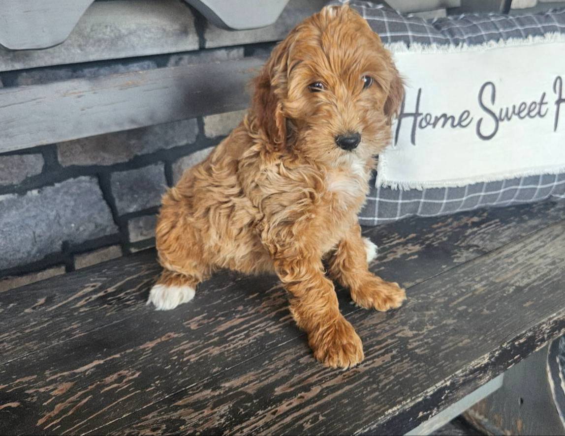 Lilah, a female Miniature Goldendoodle for sale in Harlan, IN – Photo 2 of 3