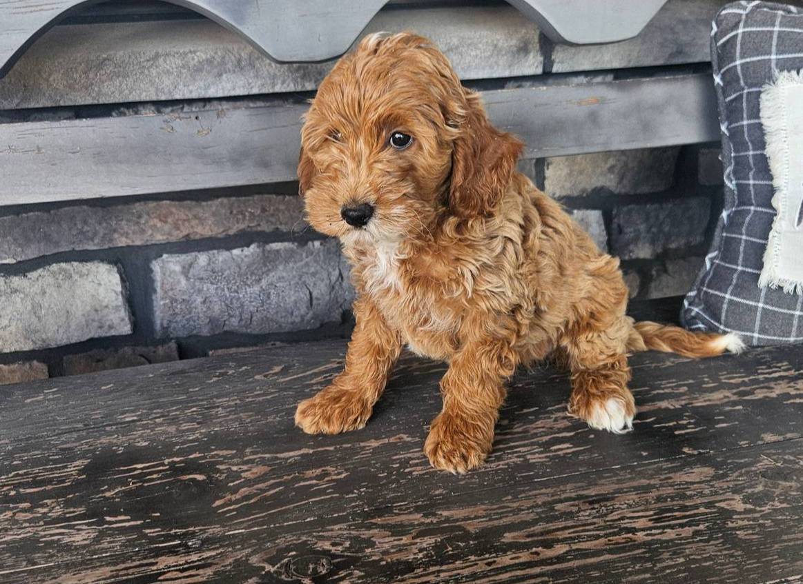 Lilah, a female Miniature Goldendoodle for sale in Harlan, IN – Photo 3 of 3