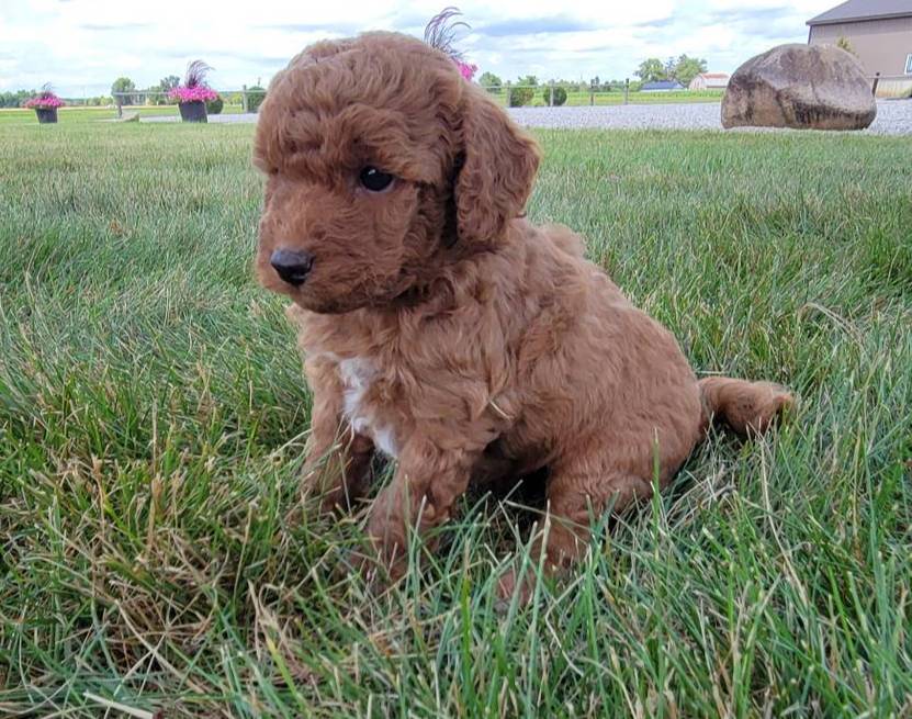 Kari, a female Miniature Goldendoodle for sale in Harlan, IN – Photo 2 of 3