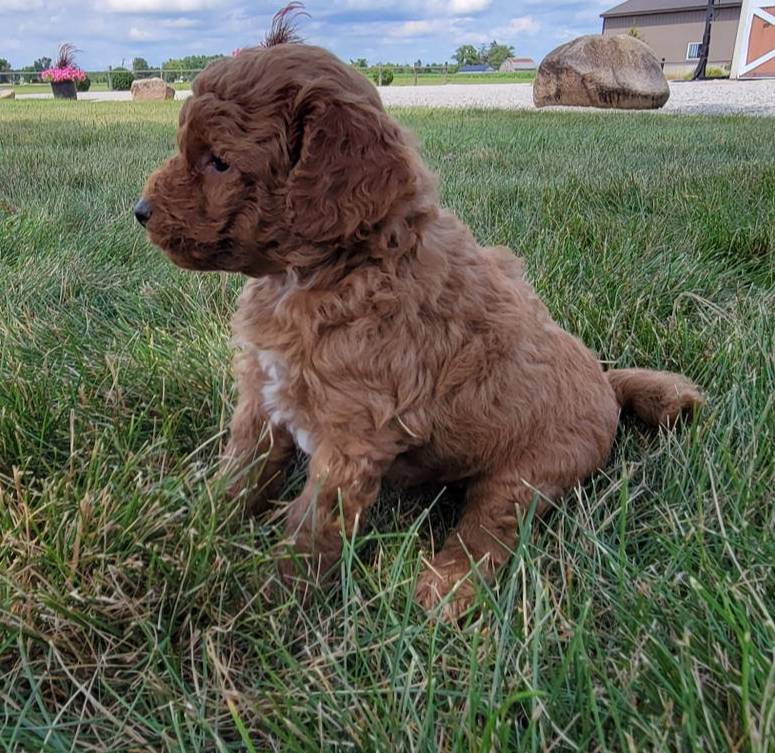 Kari, a female Miniature Goldendoodle for sale in Harlan, IN – Photo 3 of 3