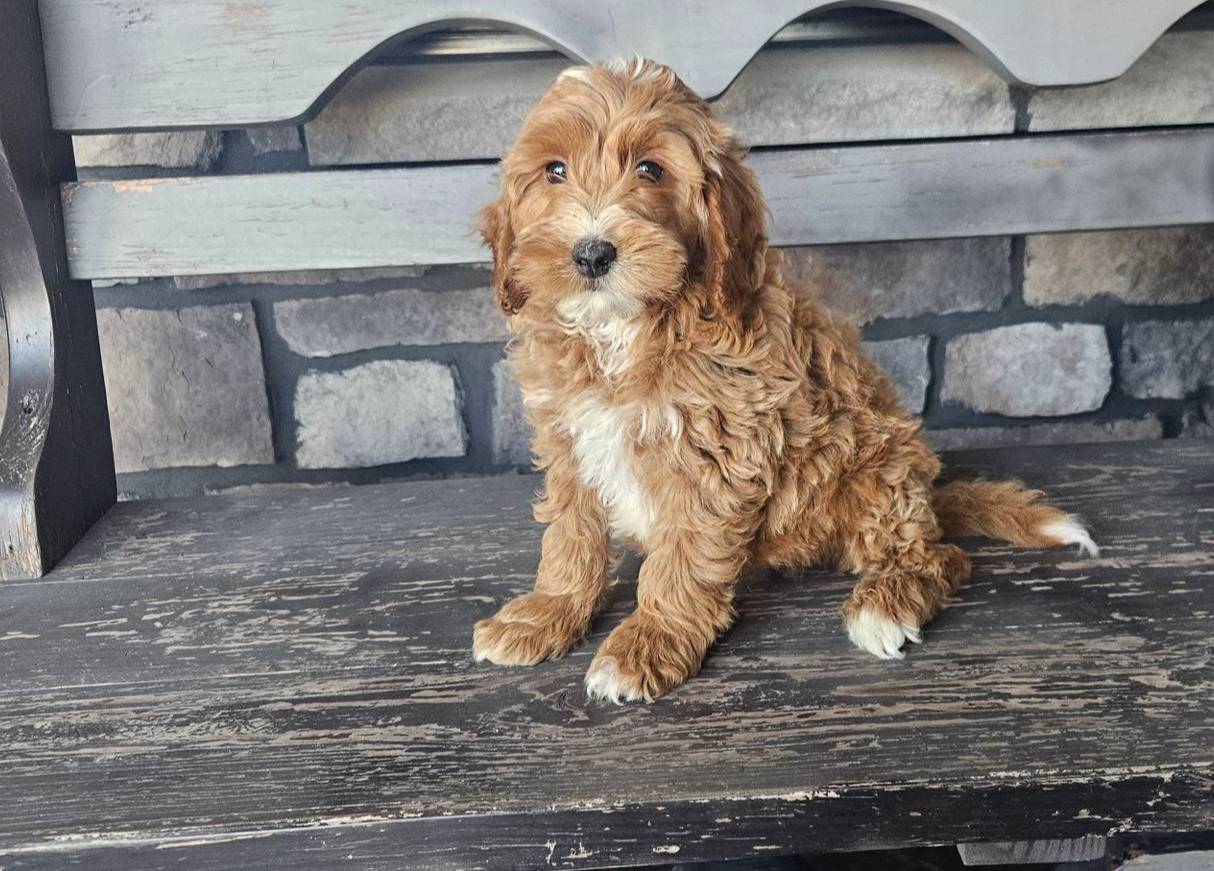 Lynn, a male Miniature Goldendoodle for sale in Harlan, IN – Photo 3 of 3