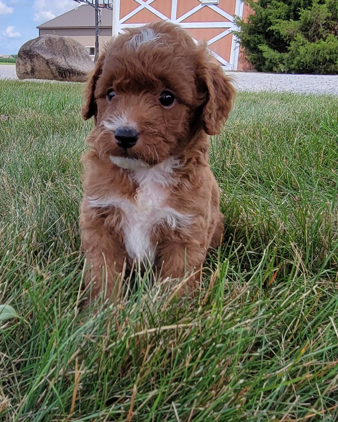 Kora, a female Miniature Goldendoodle for sale in Harlan, IN – Photo 3 of 3