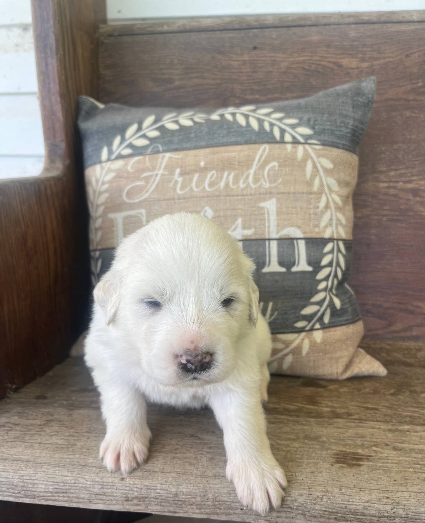 Male blue collar, a male Great Pyrenees for sale in Bloomfield, IA – Photo 6 of 7