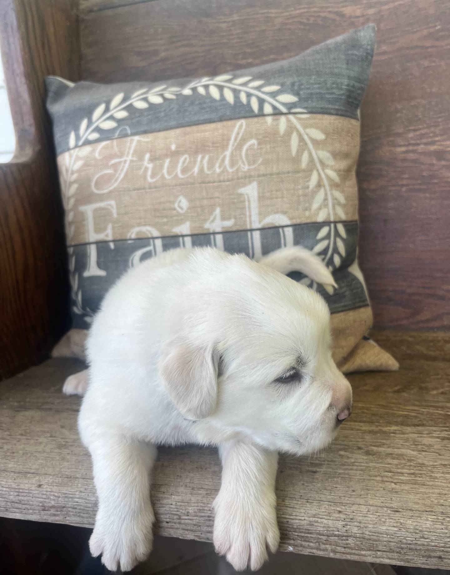 Male black collar, a male Great Pyrenees for sale in Bloomfield, IA – Photo 4 of 6