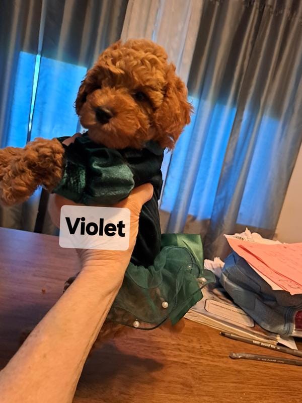 Violet AKC Registered