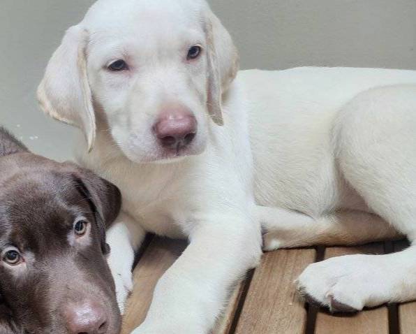 AKC Daisy, a female Labrador Retriever for sale in Sanderson, FL – Photo 2 of 3