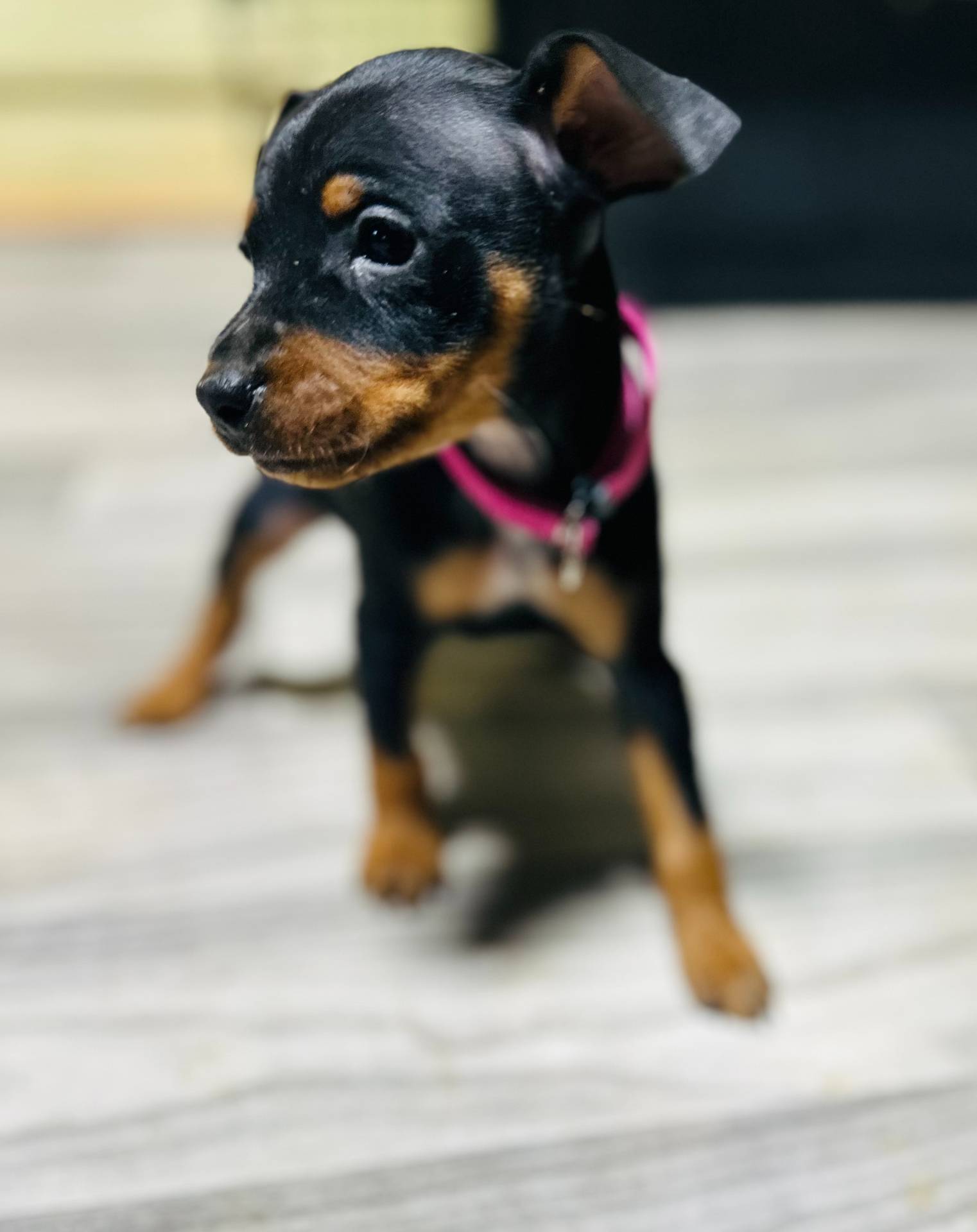 Lucy, a female Miniature Pinscher for sale in Elora, TN – Photo 2 of 2