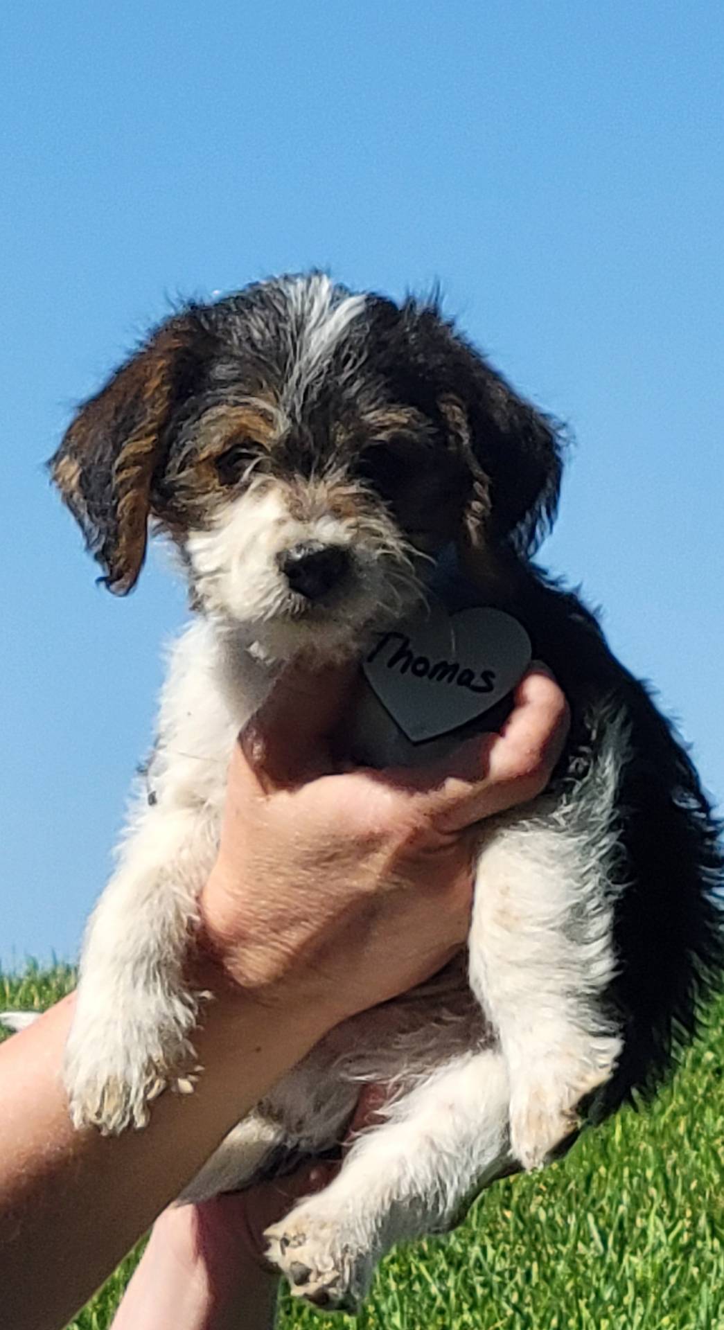 Poogles DKC /papers / (Thomas)