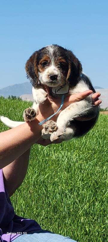 Poogles /DKC paperd (Franklin)