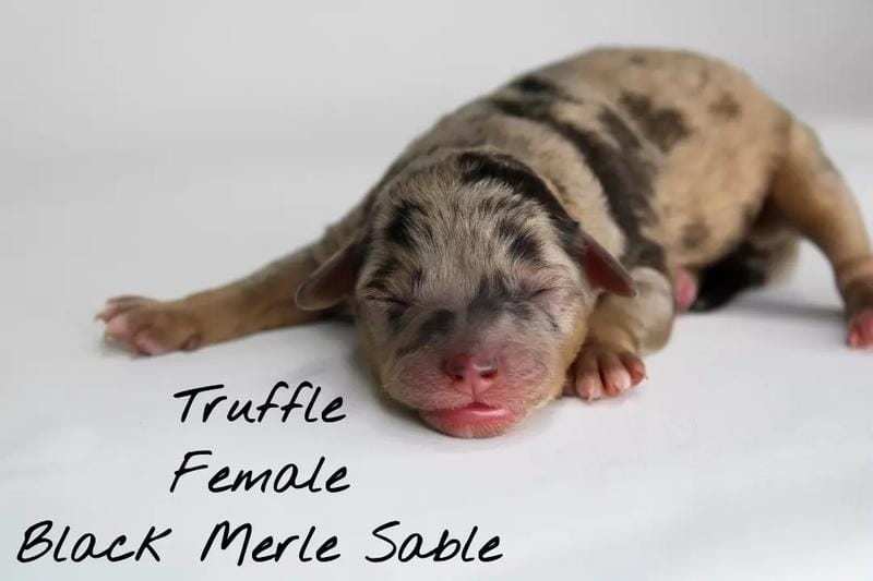 Upcoming F1B Toy Aussiedoodles