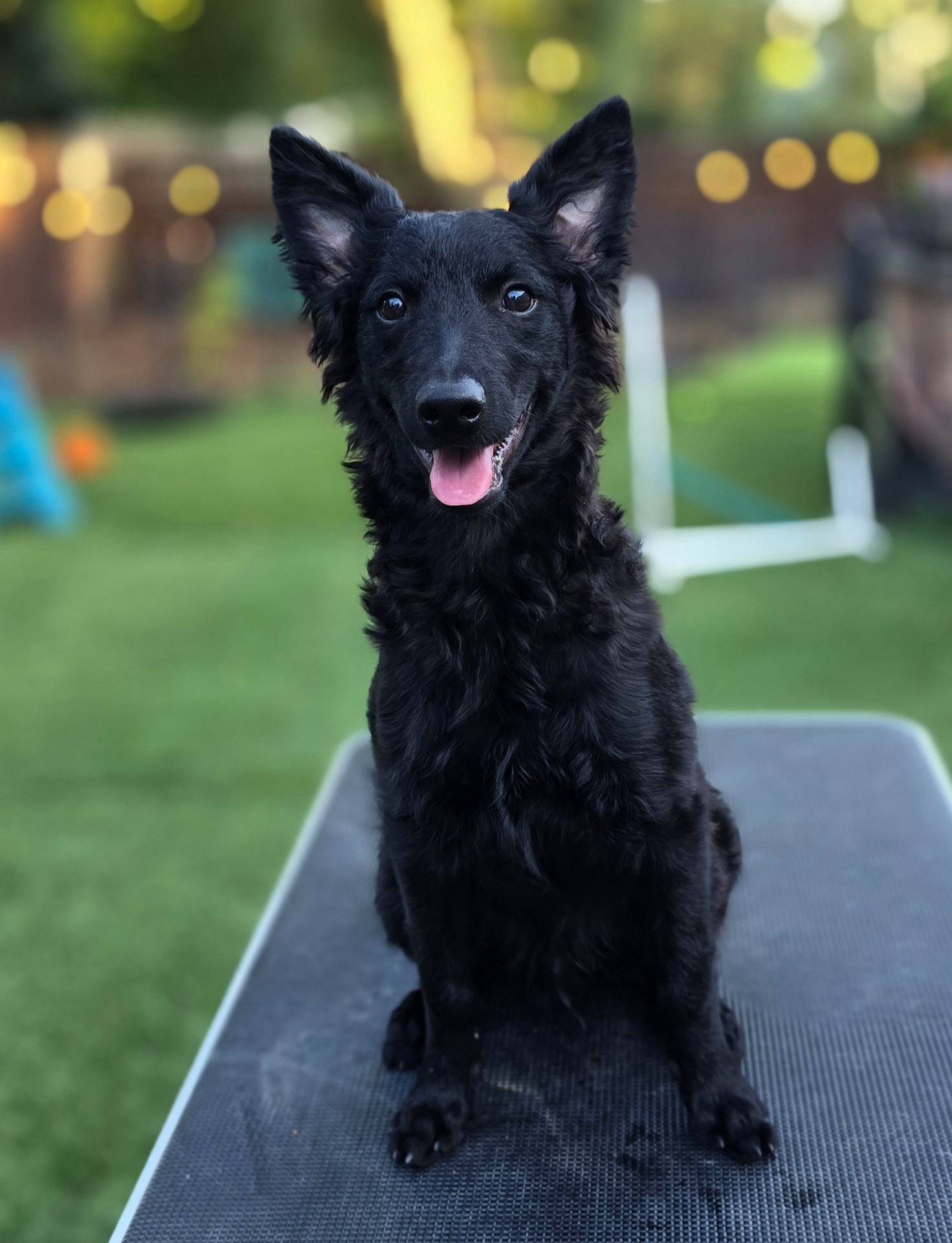 Szomoru Fuz Fern, a male Mudi for sale in Bolingbrook, IL – Photo 8 of 10