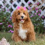 Mira, a female Cavapoo for sale in Dalton, OH – Photo 6 of 9