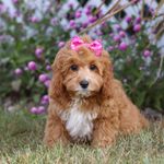 Mira, a female Cavapoo for sale in Dalton, OH – Photo 3 of 9