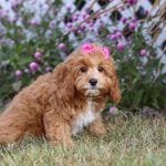 Mira, a female Cavapoo for sale in Dalton, OH – Photo 1 of 9
