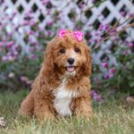 Mira, a female Cavapoo for sale in Dalton, OH – Photo 2 of 9